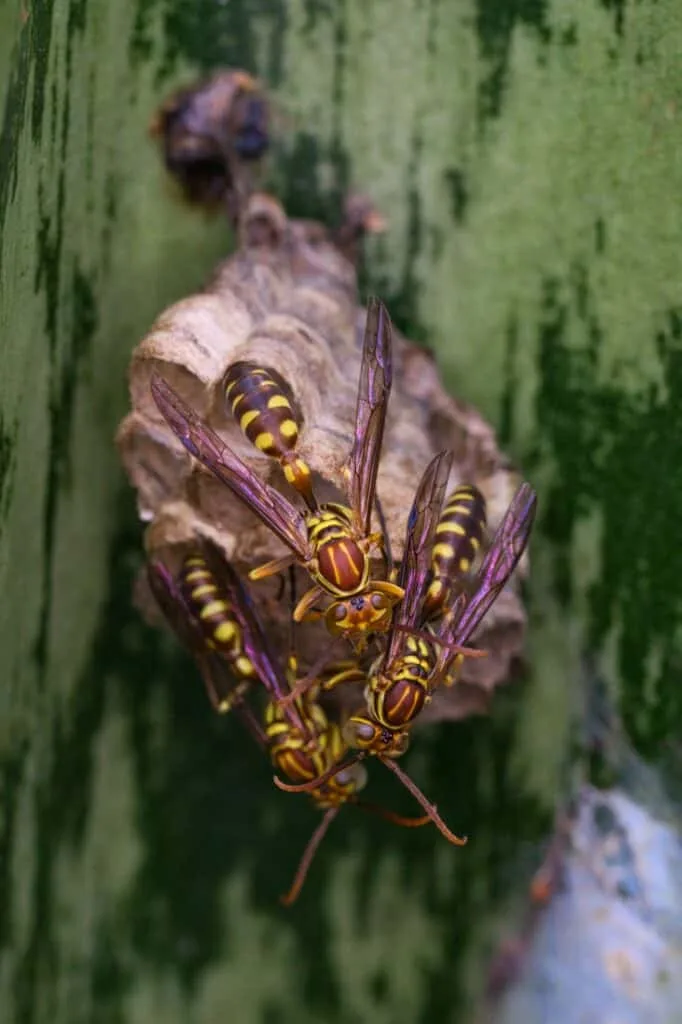 Beekeepers