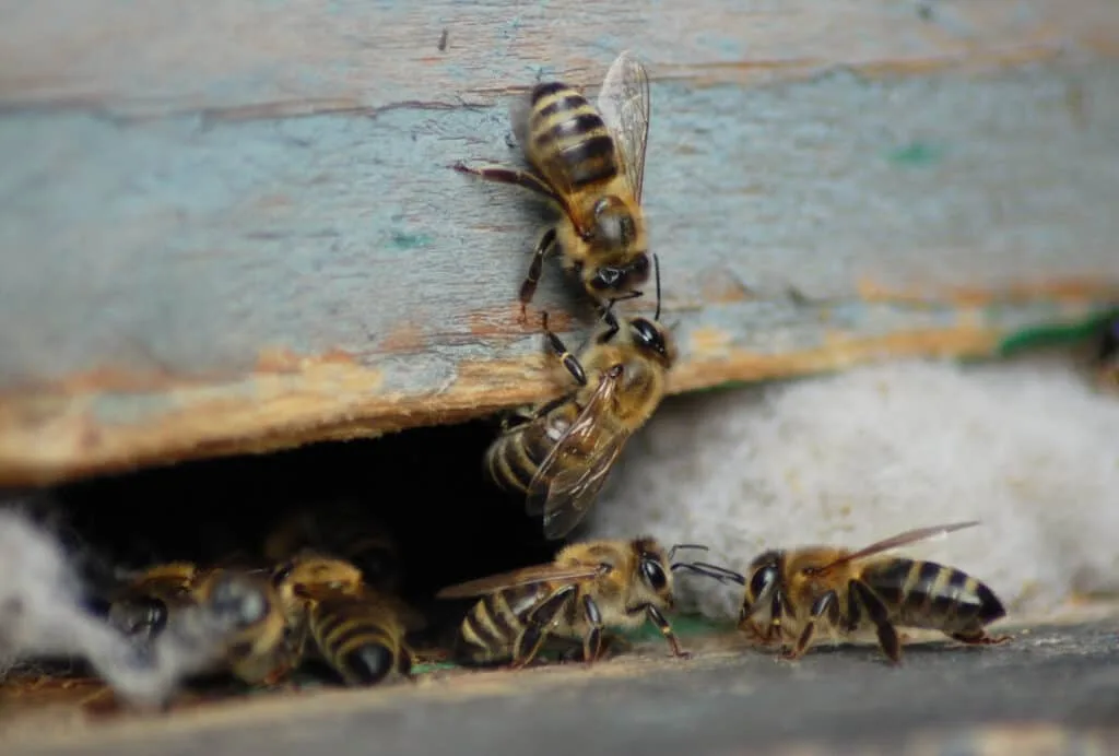 Bees and their natural enemies
