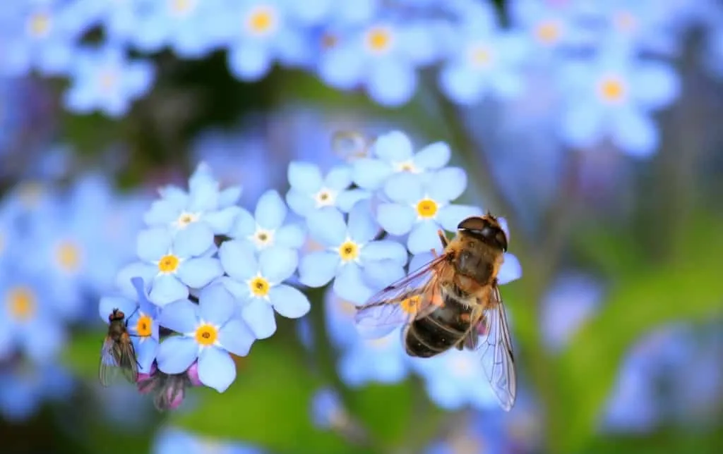 Flowers and Bees