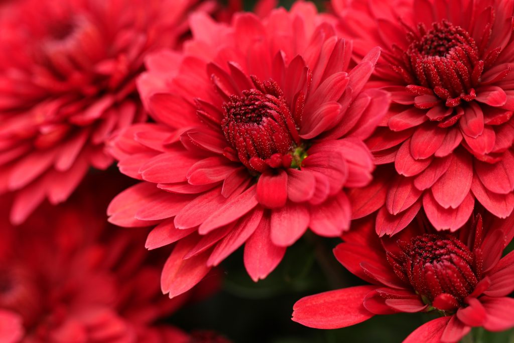 Chrysanthemum