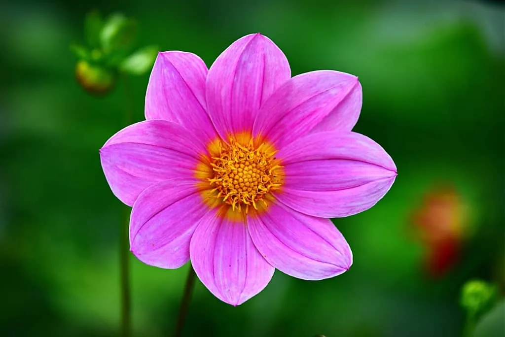 Cosmo