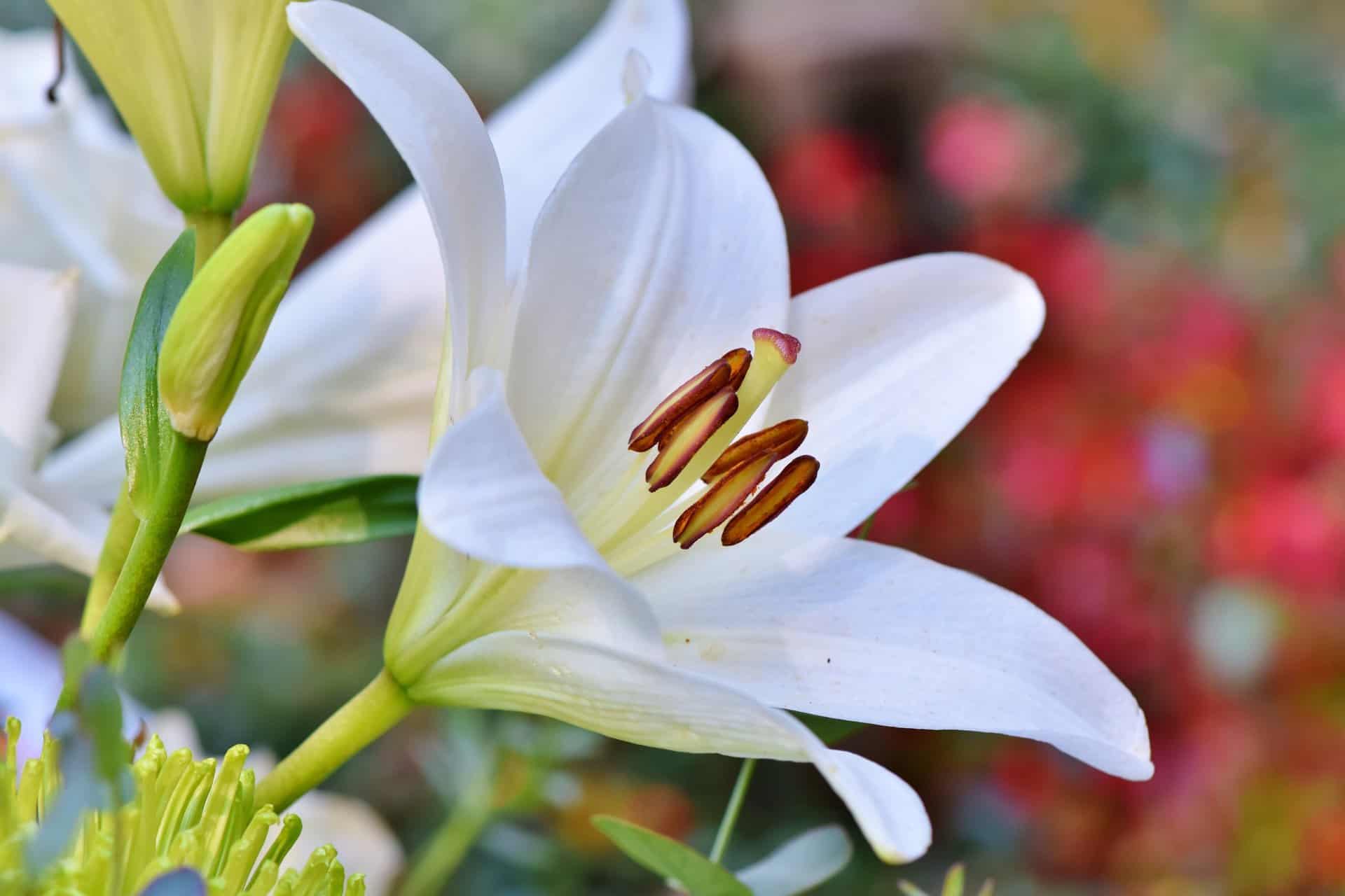 Asiatic Lilies 'Yellow Power' | DutchGrown™