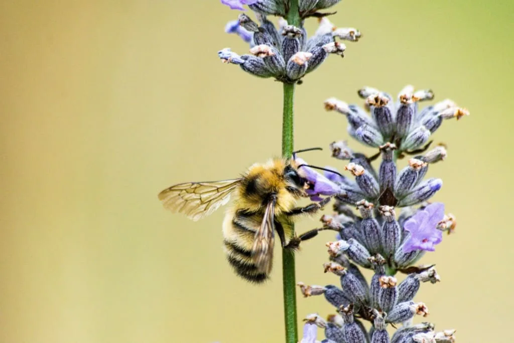 Flowers and Bees