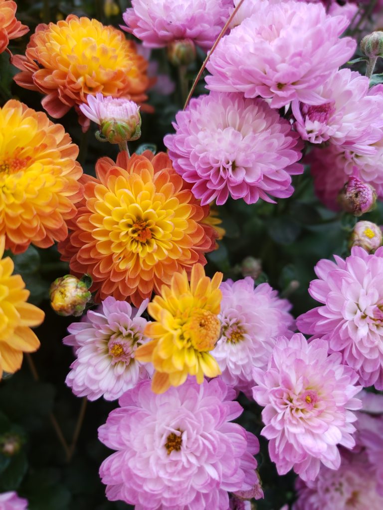 Chrysanthemum