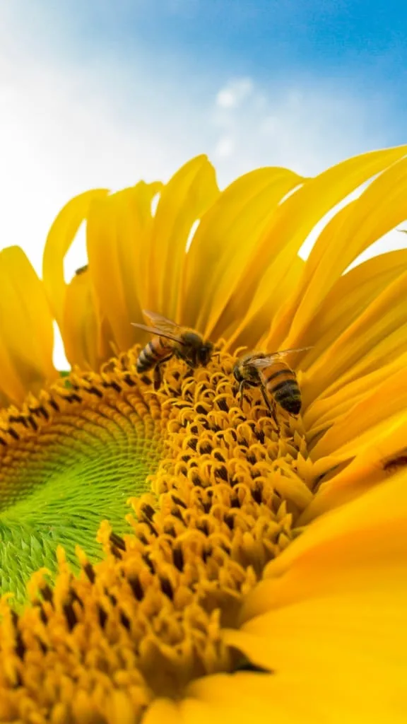Sunflower