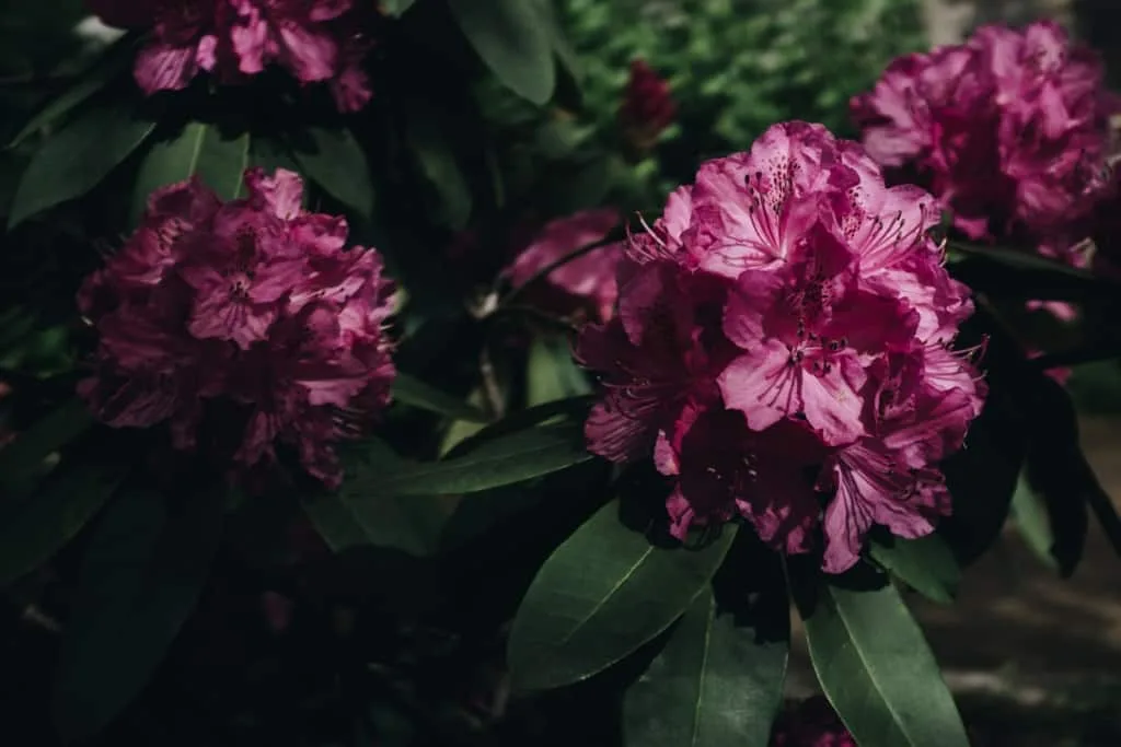 Peony