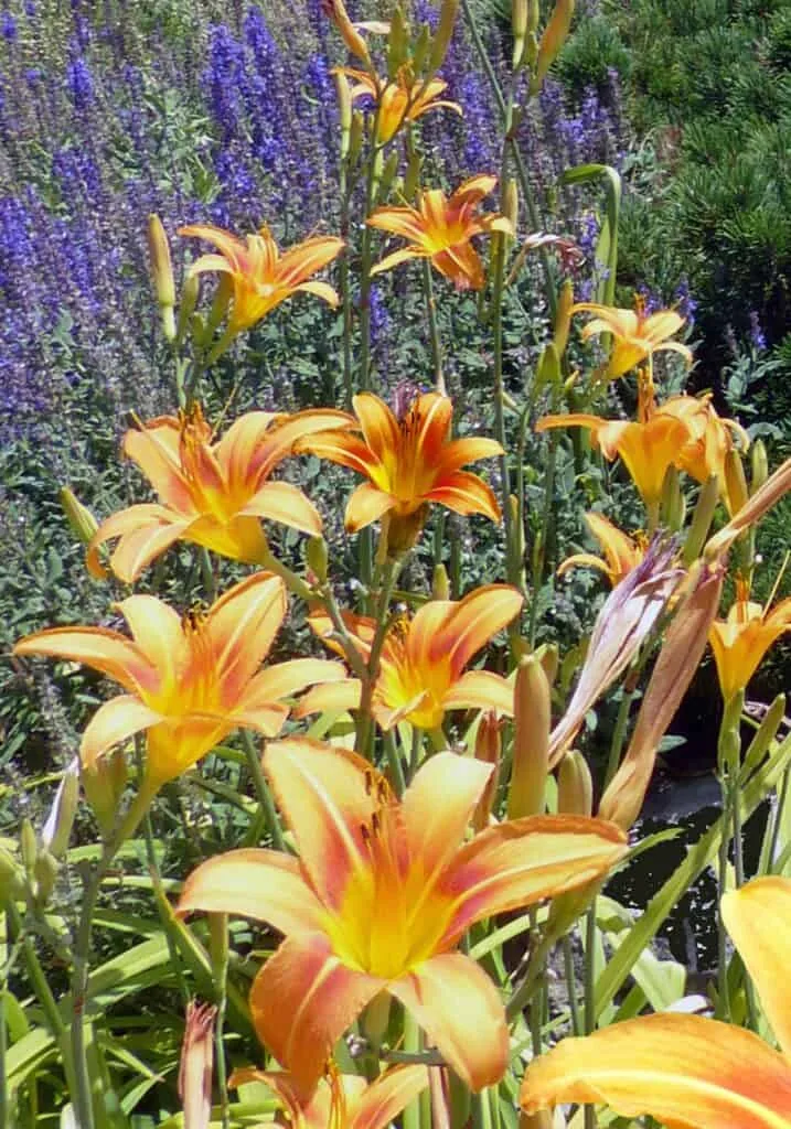 Lily Flower