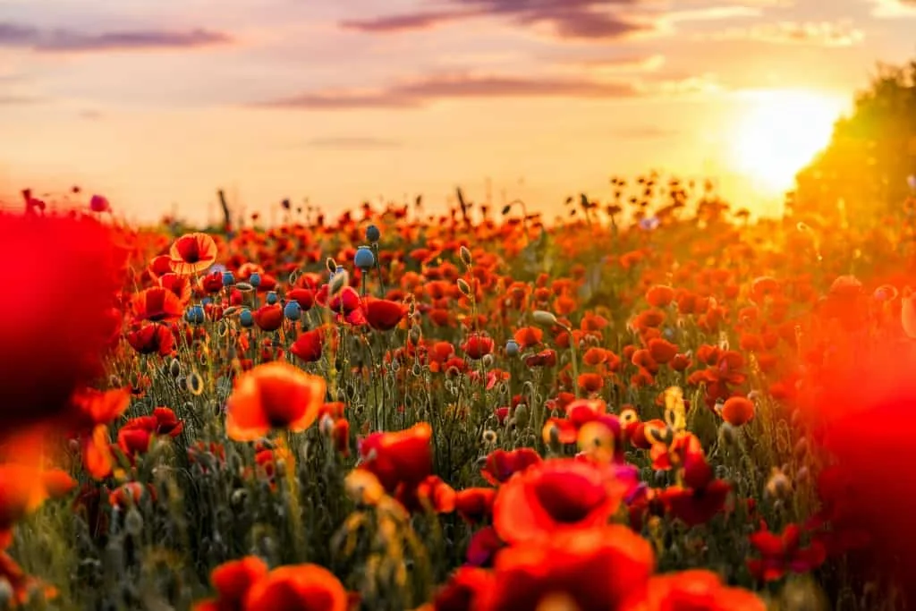 Poppy