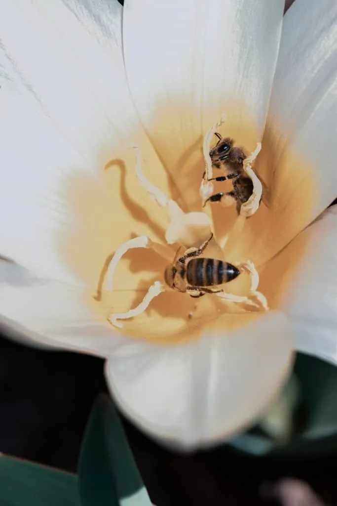 Flowers and Bees