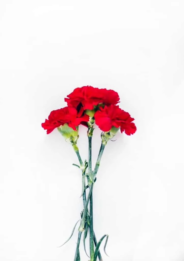 Carnation