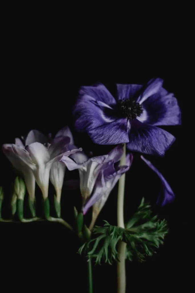 Freesia
