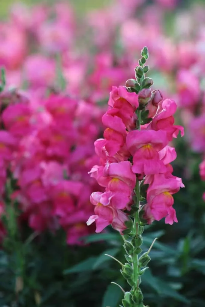 Snapdragon
