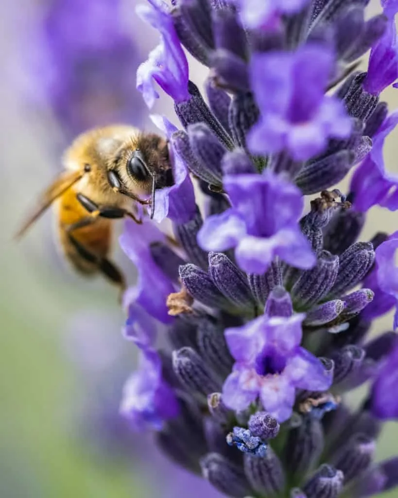 Flowers and Bees