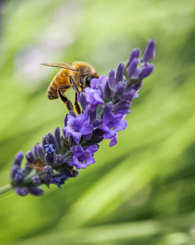 World Flowers And Bees A Study Of The