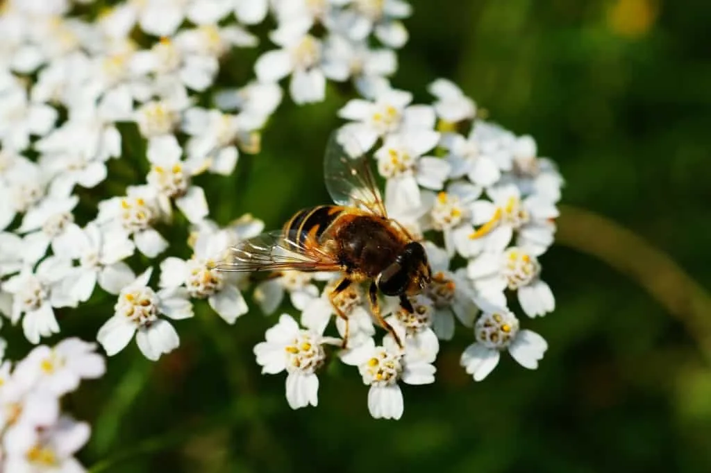 Flowers and Bees