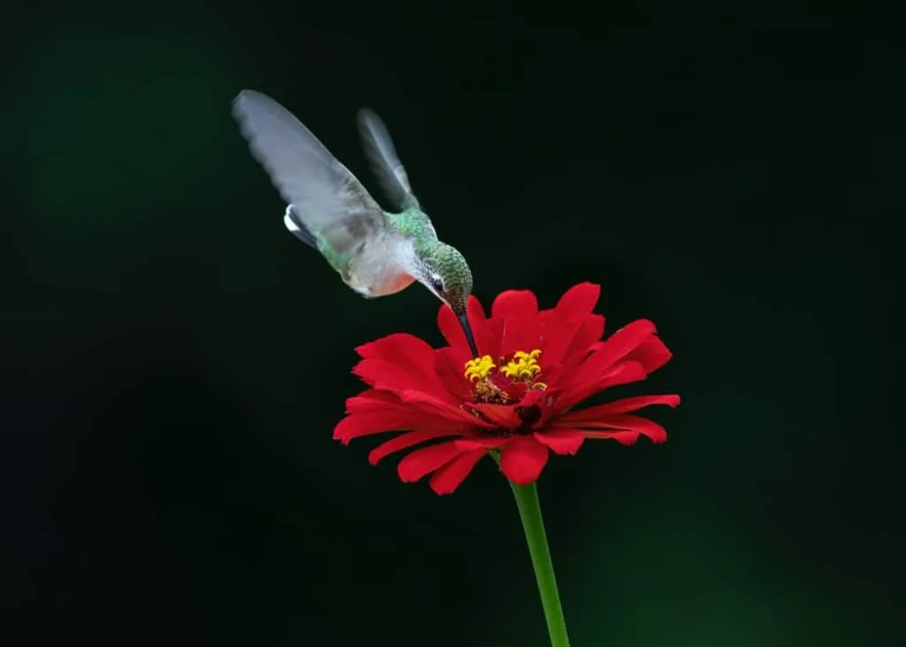 Zinnia