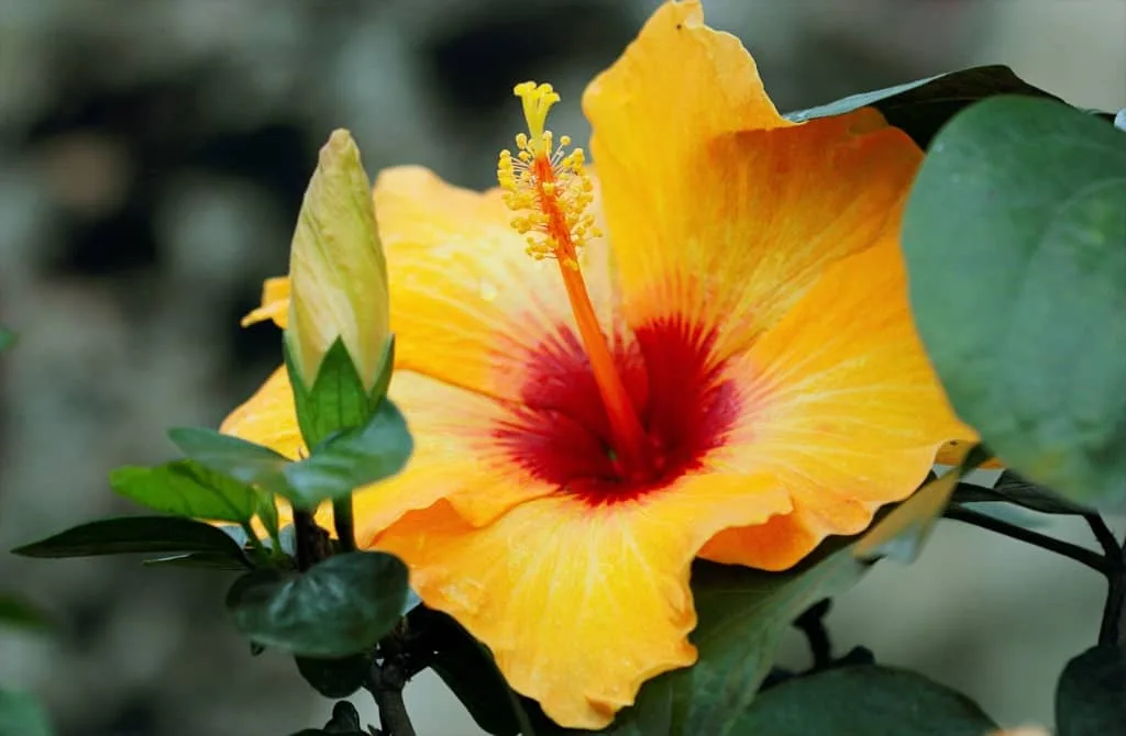 Hibiscus
