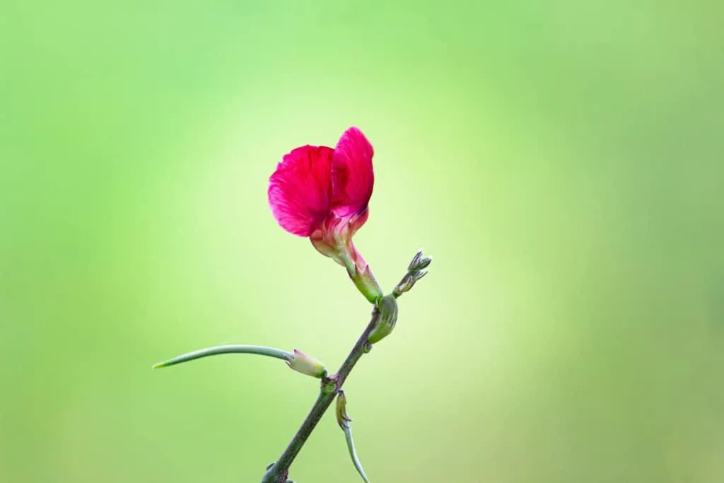 Sweet Pea