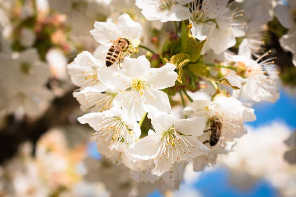 Honey bees collecting nectar from white blossoms, illustrating the natural floral sources behind HoneyBee & Co. raw honey.
