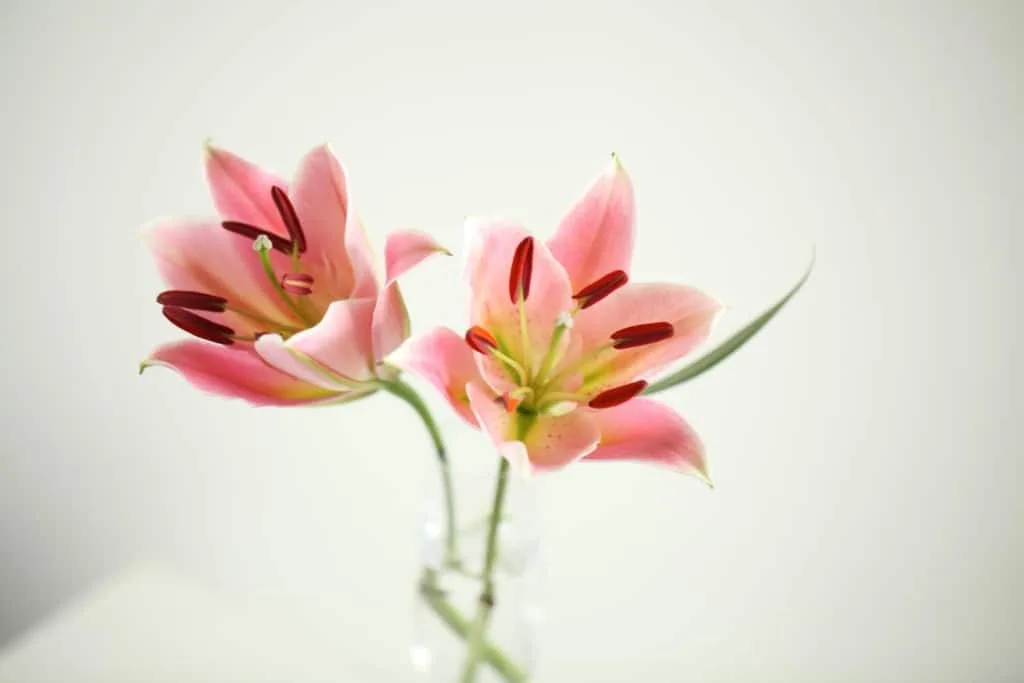 Lilies: The Biology and Cultivation 5 Lilies