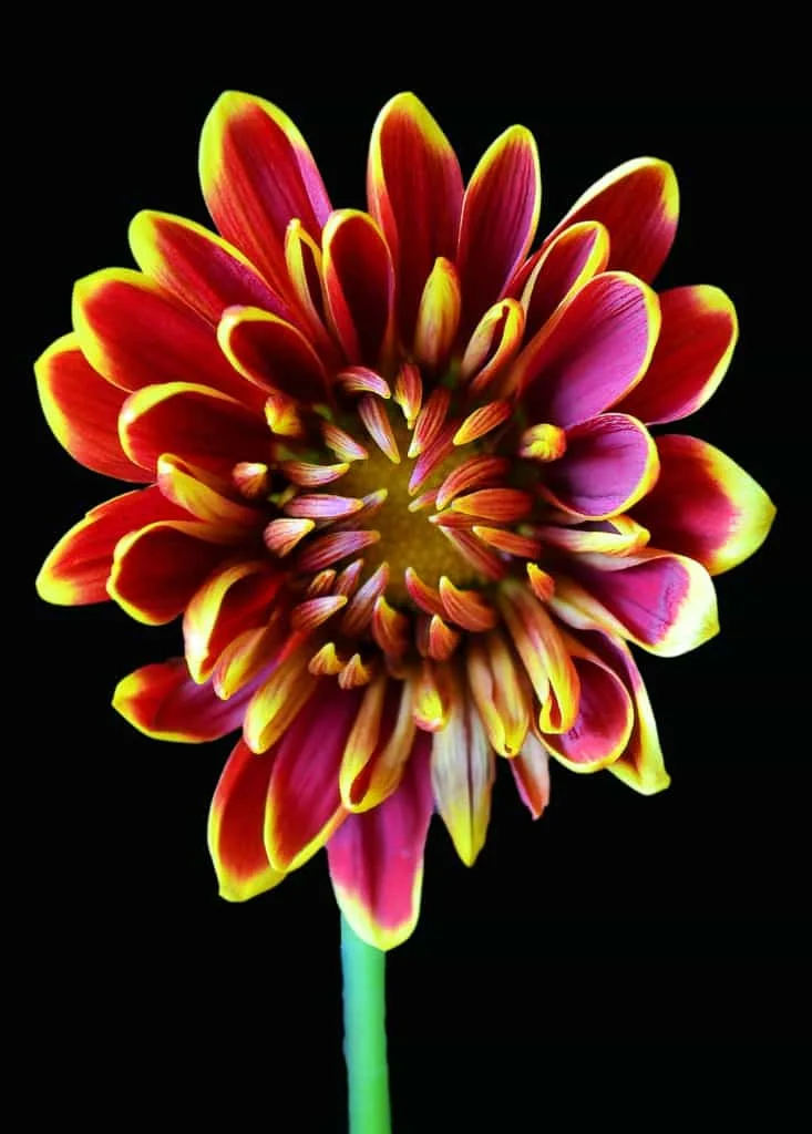Chrysanthemum