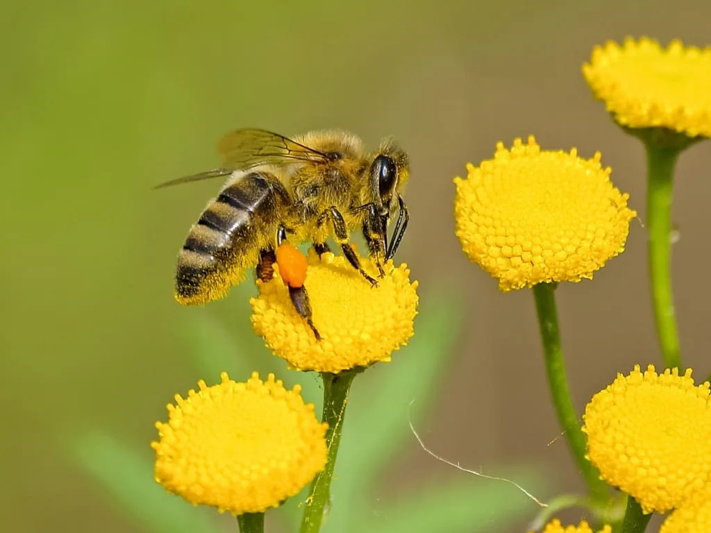 How Long Can Bees Live: Insights and Information 18 Flowers and Bees