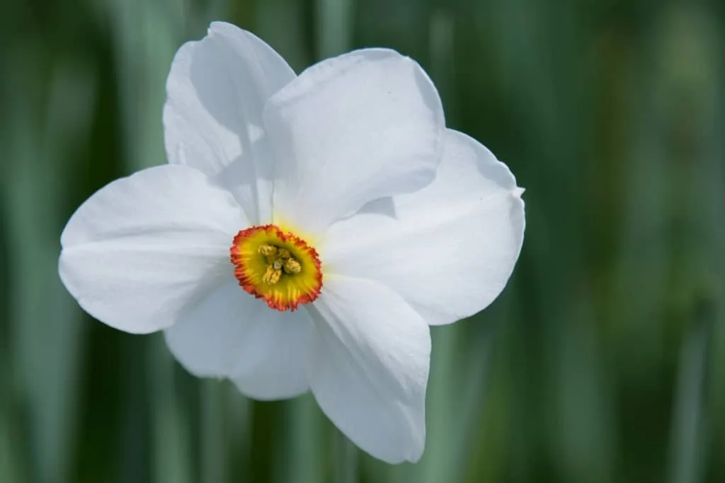 Daffodil