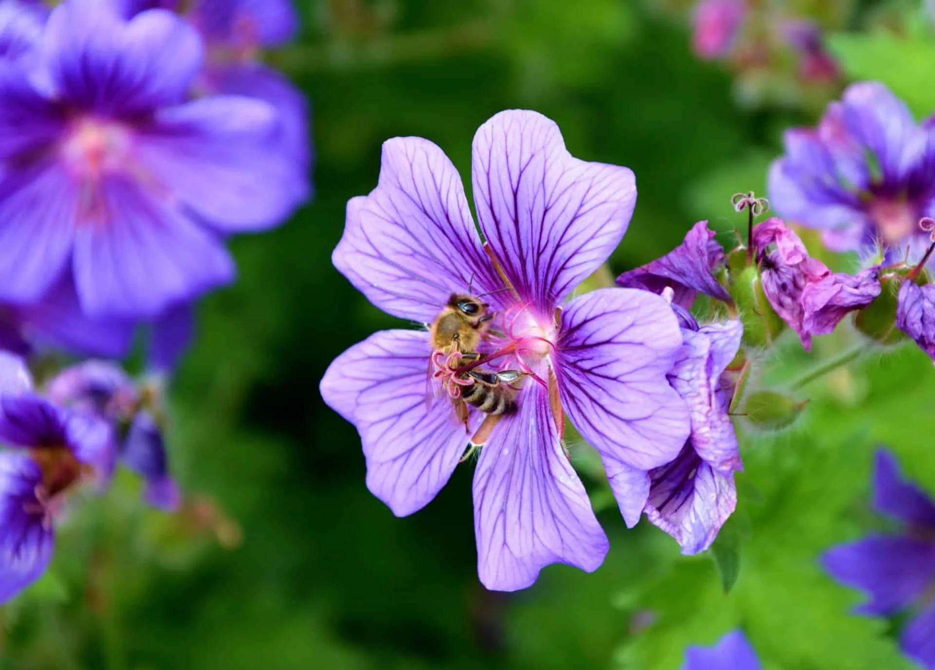 Honeybee pollinating a purple wildflower