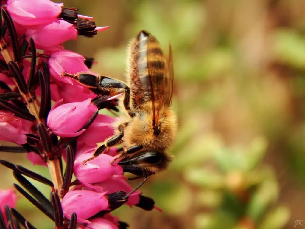 Flowers and Bees