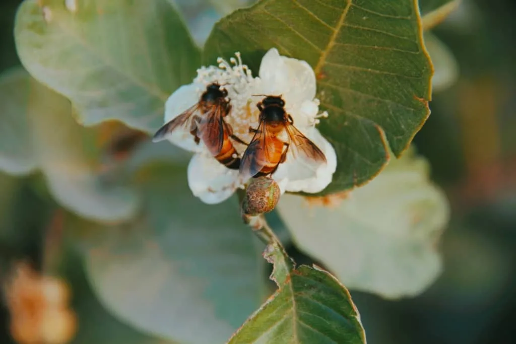 Flowers and Bees
