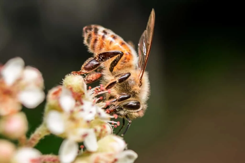 Flowers and Bees