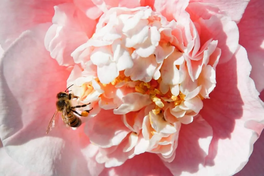 Flowers and Bees