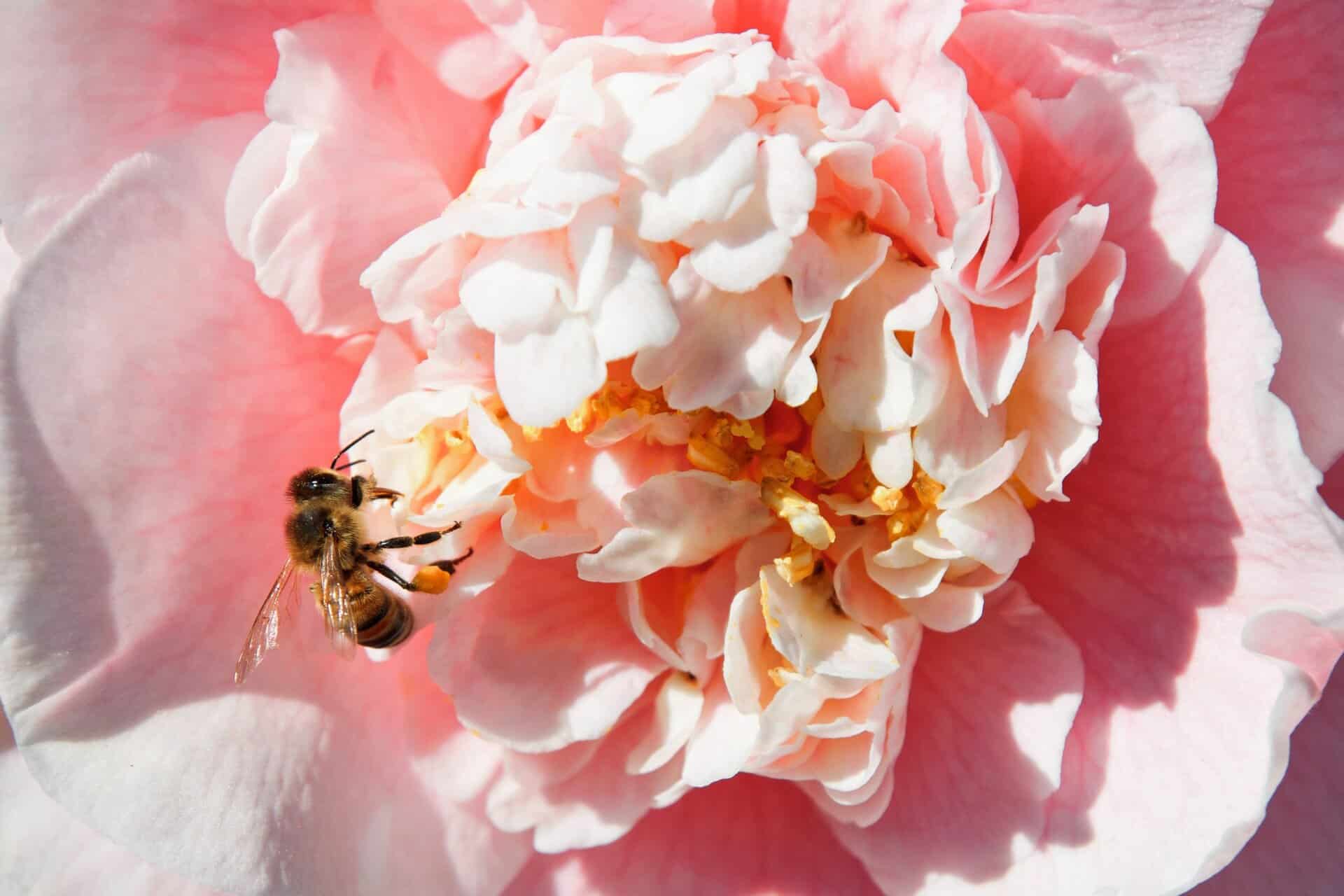 Honeybee collecting nectar from a pink peony flower