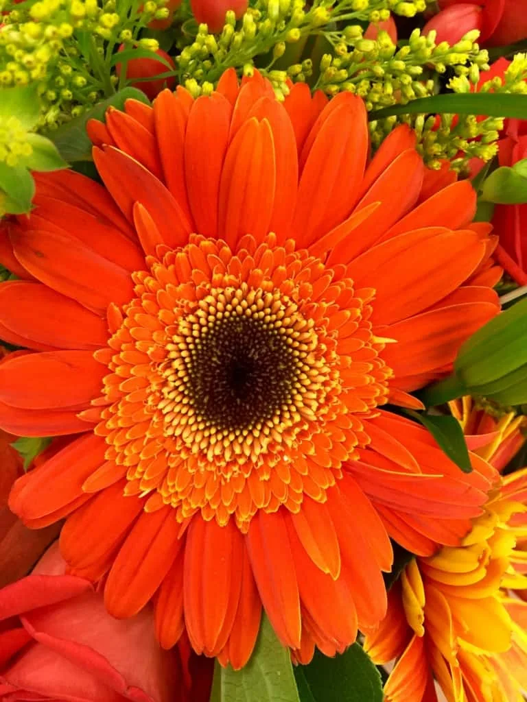 Gerbera