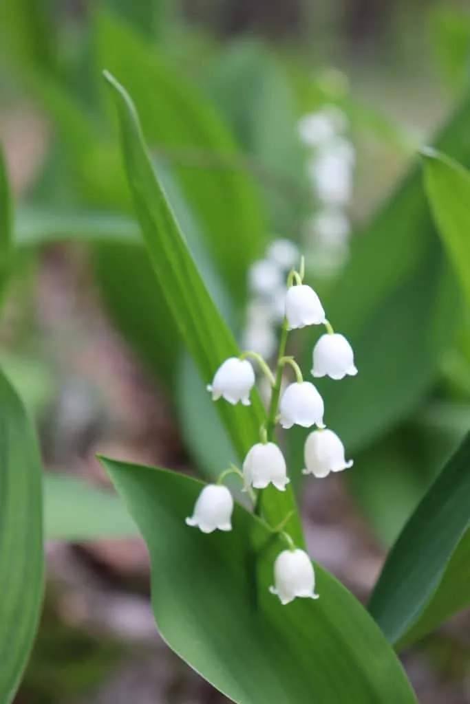 Lily of the Valley