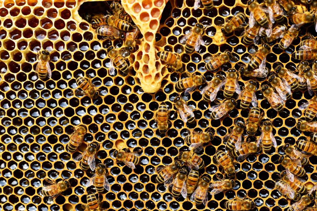 Manuka Honey: Chemical Composition, Health Benefits, and Therapeutic Applications 1 pexels pixabay 56876 1