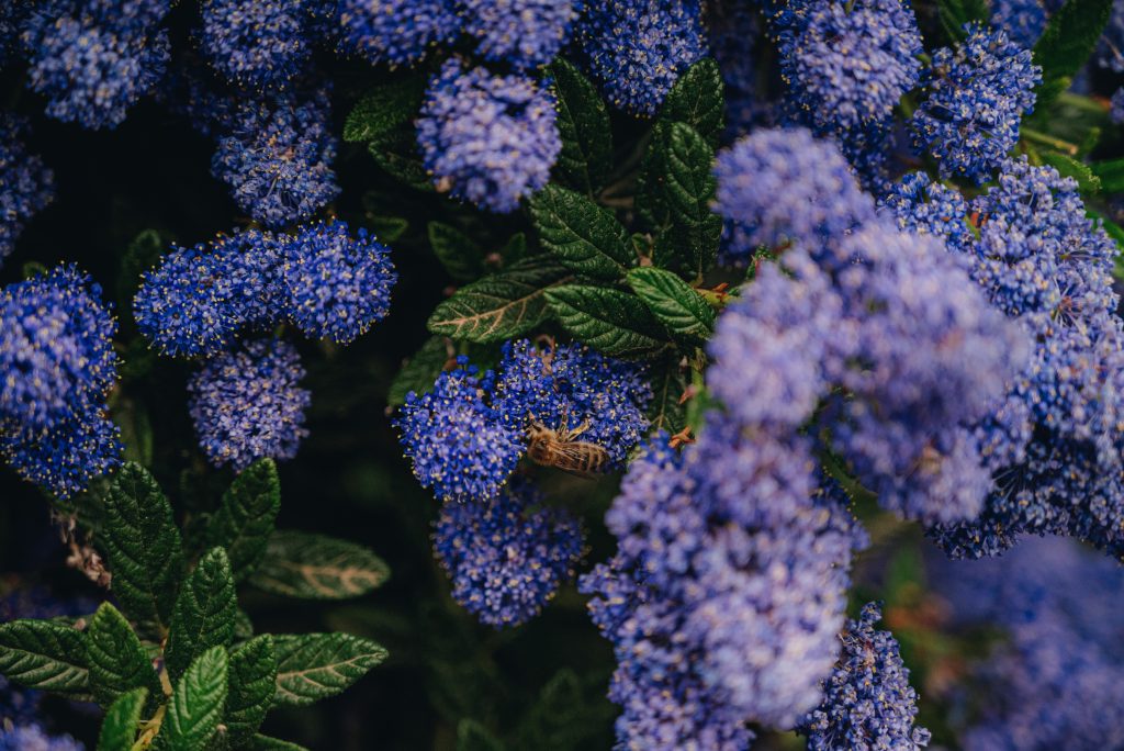 Honey Bee