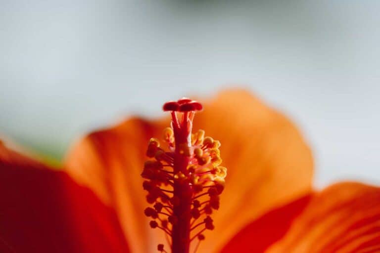 Beautiful Flowers Pictures