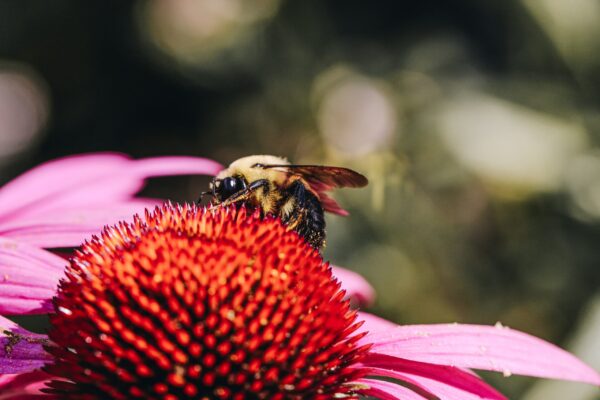 Close-up of a bee collecting nectar from a vibrant red and pink flower.