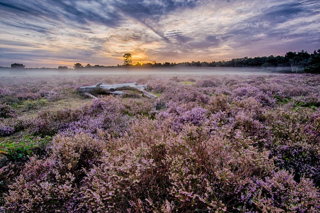 British Heather Honey. Purple heather field at sunrise with mist and a dramatic sky