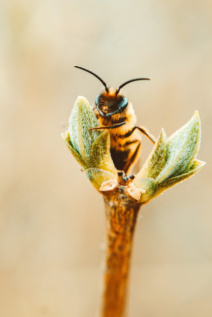 https://honeybeeandco.uk/