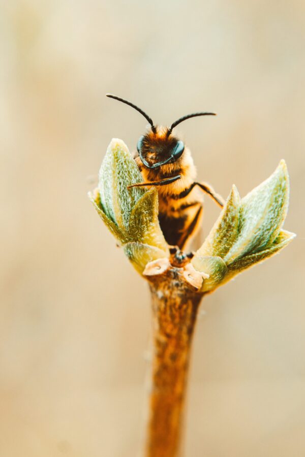 Close-up of a bee perched on a budding plant.