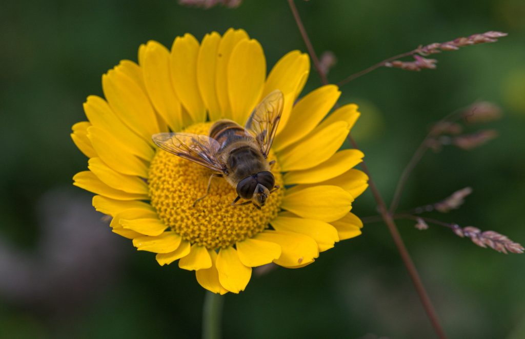 Honey Subscription