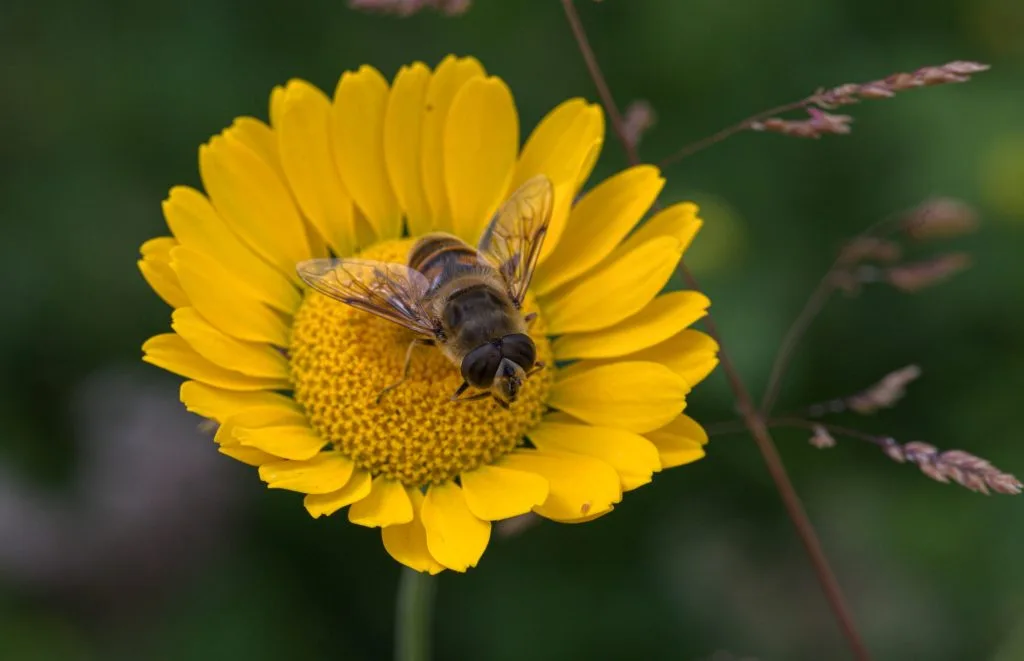 Health Benefits And Delicious Recipes with Buckwheat 19 Honey Subscription