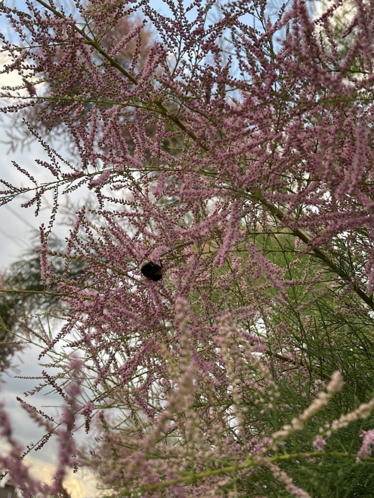 Bumblebee in a tree
