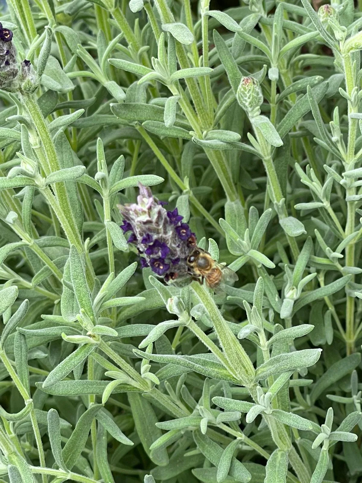 Un impollinatore che visita i fiori di lavanda in un giardino estivo