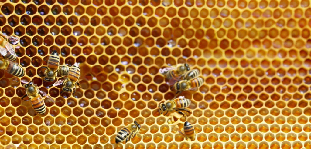 Honey and Veganism: Ethics and Sustainability Examined 14 Bees on a Honey Comb