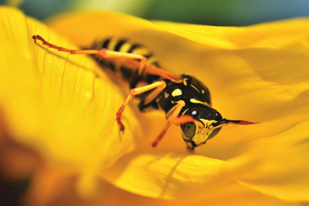 Wasp on a Flower
