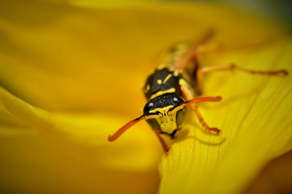 Wasp on Flower