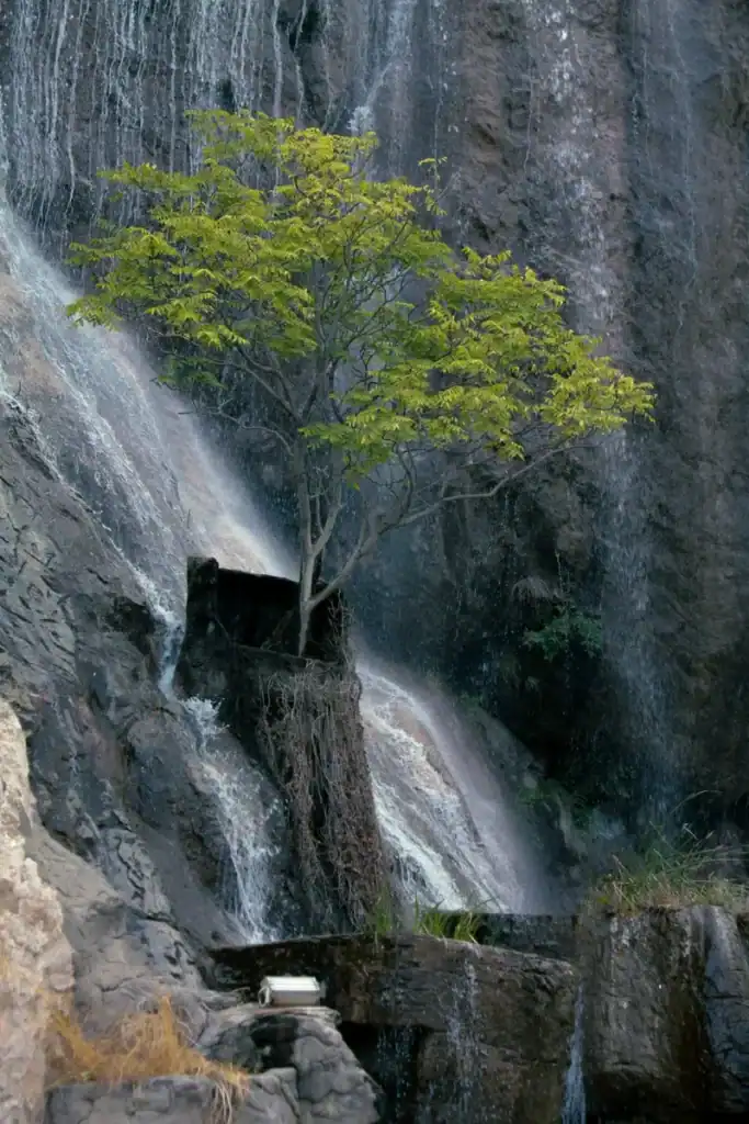 acacia-tree-honey-blog